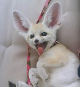 Picture of a fennec fox